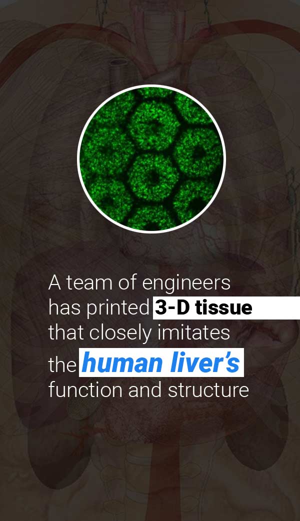 #Engineers has printed #3dtissue that closely imitates #human liver's function & structure read more @ goo.go/k3Cvyl