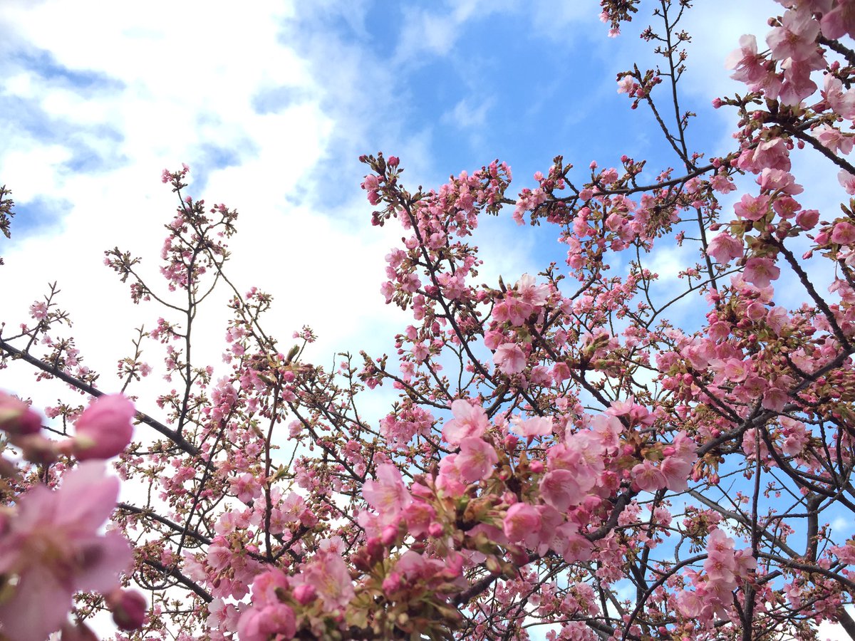 🌸🌸🌸

#もうすぐ春ですね #初梅 #umetree #springiscomingsoon