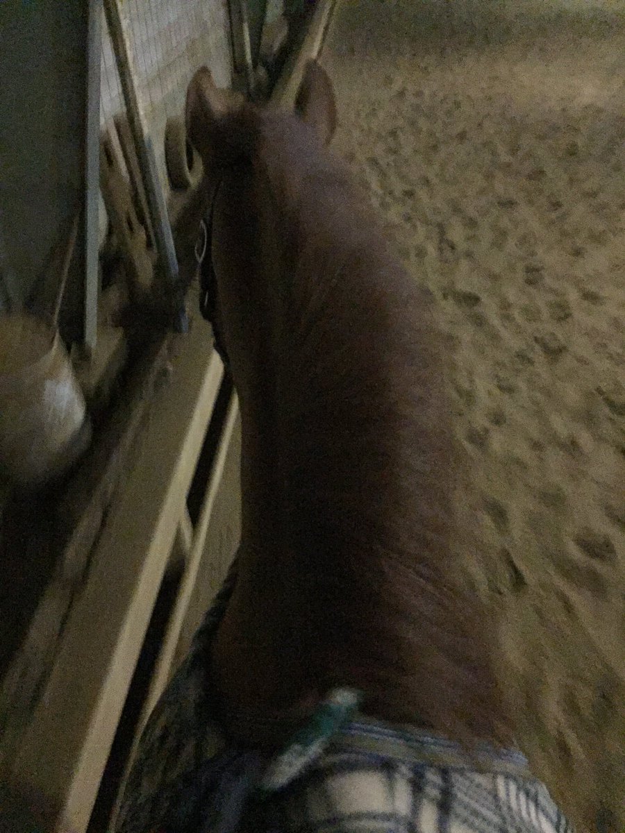 EddyLads's tweet photo. Ami had a SOOPER DOOPER tough workout tonight. #Cooler #LeadRope #Halter #Laziness #Hashtag 🐴 https://t.co/hQP8SfvDHr