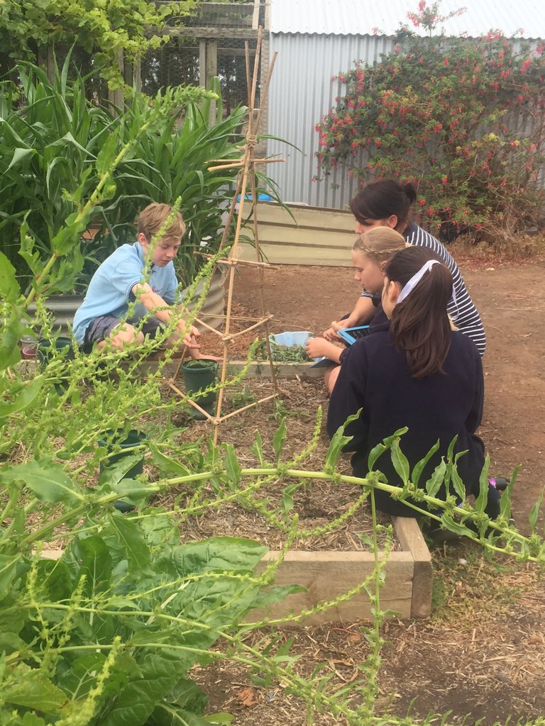 WPS34_2018's tweet photo. We used the learning process to guide us through making a tomato trellis🍅🍅  #kitchengardenprogram #sustainableliving https://t.co/wB8p6UmTlu
