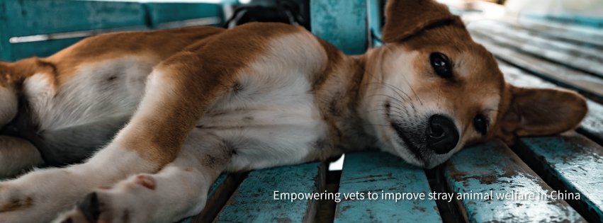 Vets_Compassion's tweet photo. Empowering vets to improve stray animal welfare in China..
#vetsforchange https://t.co/b634jAy2k7