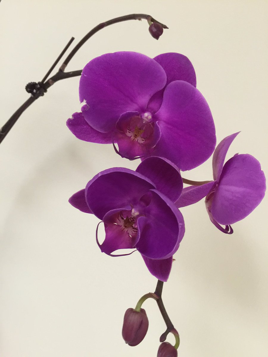 Love my Valentine's orchid.