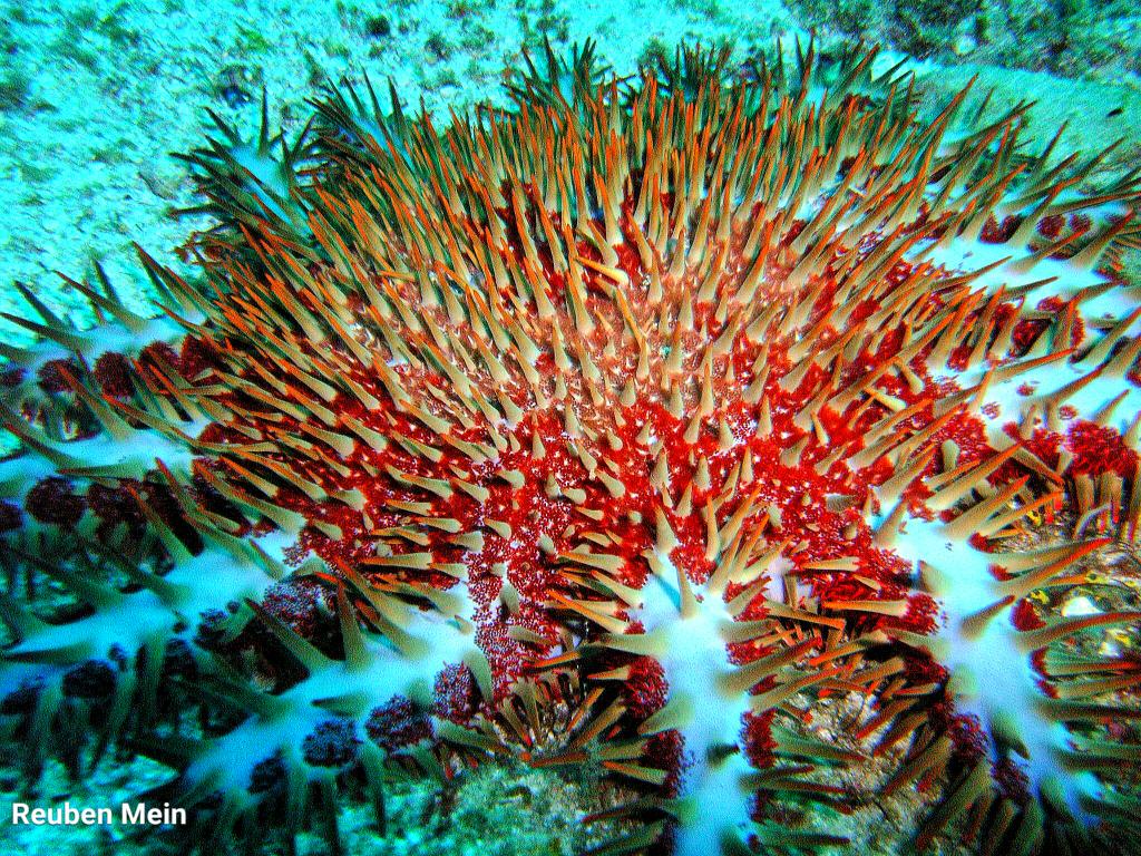 Reuben_Mein's tweet photo. So #devastating but yet such #beauty - Crown Of Thorns #Starfish - #scuba #diving #Africa is #amazing https://t.co/qzFhZ5q1li