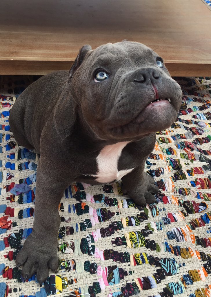 shogunjameson's tweet photo. Will beg for bones #dogsoftwitter https://t.co/JOQnosjAIU