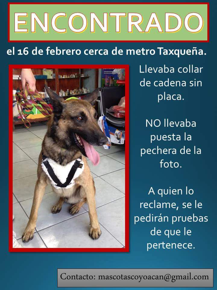LaCampestre_Ch's tweet photo. (RT vía MascotaCoyoacan > https://t.co/0kKjj4Y27i ) lcch "#Encontrado Pastor Belga en Taxqueña en Del_Coyoacan no… https://t.co/iDyMhXloLA"
