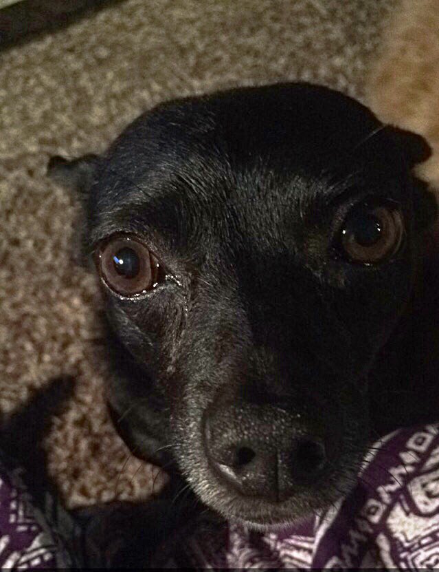JadaWhitsett's tweet photo. If only I could master this look I would go far in life. #howdoyousayno #puppydogeyes https://t.co/gYbuHkqaBS