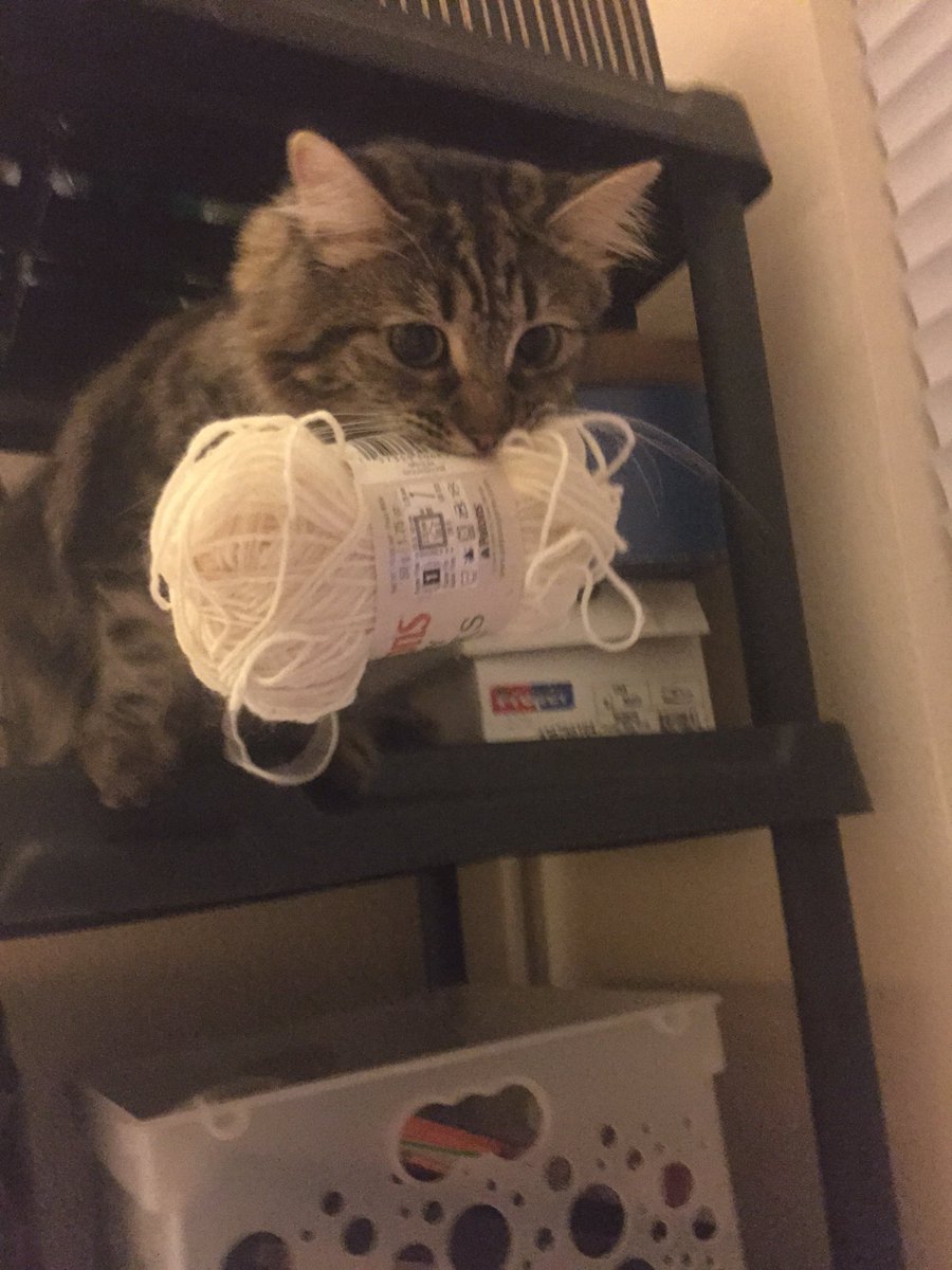 PrettyLilyKitty's tweet photo. This yarn is mine! #cat #kitty #prettylilykitty #CatsOfTwitter #catmegeddon https://t.co/vZx65aRXNE