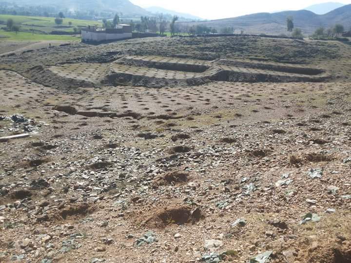 Kp On Rise Twitter Bare Rooted Nursery Planted 5 Acre Area Bare Rooted Nursery Planted On 5 Acre