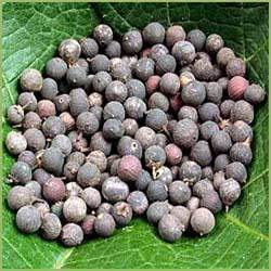 medicalstore_IN's tweet photo. Buy Vavding Embelia ribes HERB Online Shop In India
https://t.co/hwGIV2XTXu
#Buy #Vavding #Embelia #ribes #HERB https://t.co/7lC7urAPZG