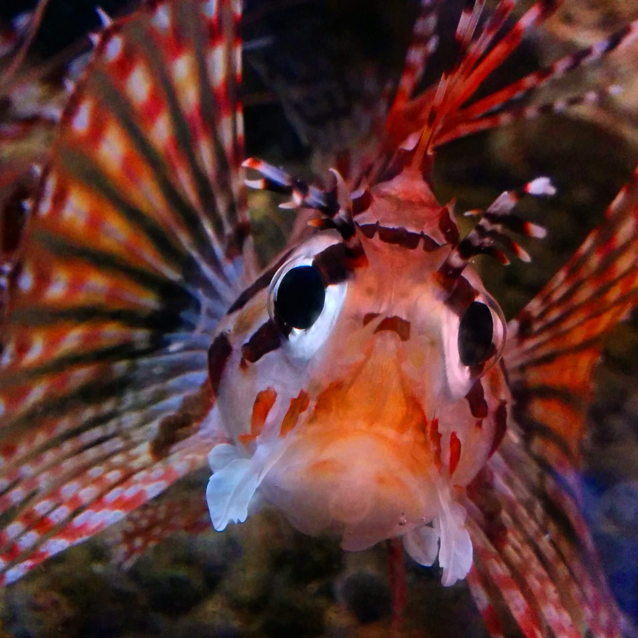 Marine キリンミノカサゴ ミノカサゴの中でも毒性が強いけど色鮮やかで綺麗 キリンミノカサゴ ミノカサゴ 海水魚 海水魚飼育 Fish Red T Co Euavacsu61 Twitter