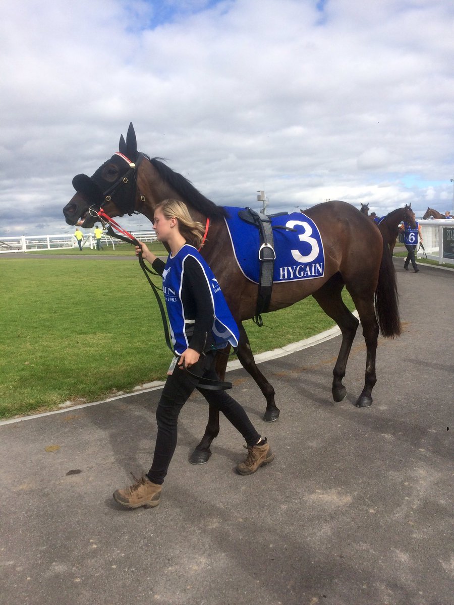 tjpracing's tweet photo. Good luck to owners of @stelmo_racing mare Maureen R4 @PakenhamRacing @mcmurray_geoff @arrexalexxa #hotrace #horse https://t.co/tlmr1thPYm