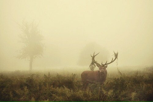 NazaretJROutdoo's tweet photo. Creando nuevos amaneceres 😉 #buenosdias familia!! #pasionmorena #modacampo #modacaza #caza #style #hunter #chasse https://t.co/nWwFhr6Yqd