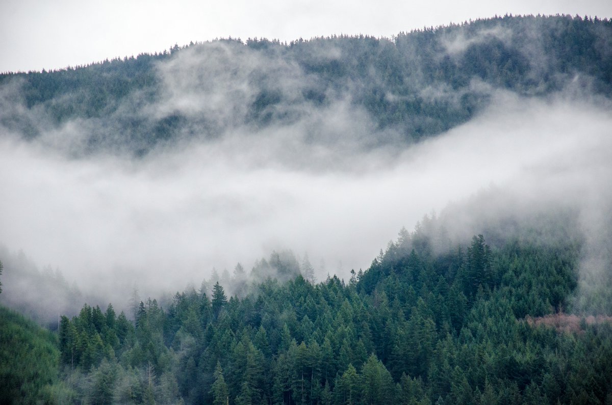 UFVGDD's tweet photo. The Cascade Falls area was mystical this morning. #ufvgdd #creativewoods #pnw https://t.co/rPpNinaN6l