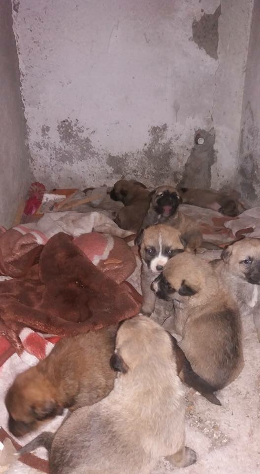 #Acil #Yuva #ANKARA  bebekler ölmesin İletişim: +90 (530) 263 30 03 <a href="/evsiz_hayvanlar/">yuvaarayanhayvanlar</a>