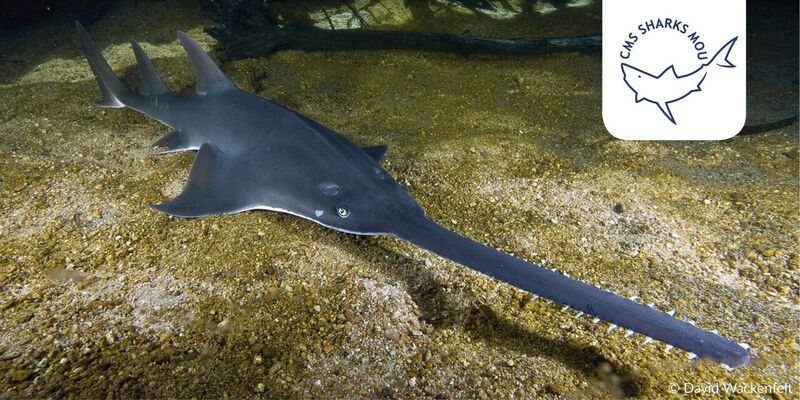 NiliMajumder's tweet photo. #Time4Sharks - Good News: #sawfish now listed on Annex 1 of #SharksMOU #SharksMOS2 ! https://t.co/876RnuvzJL v @BonnConvention