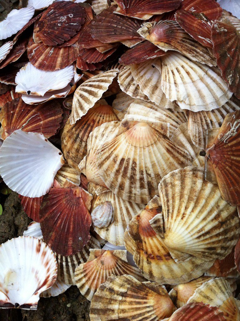 artromneymarsh's tweet photo. #ryescallopfestival #bi-product #smellofthesea using them in the garden #pathideas ? @AlysFowler :) https://t.co/uQY9waFR4E