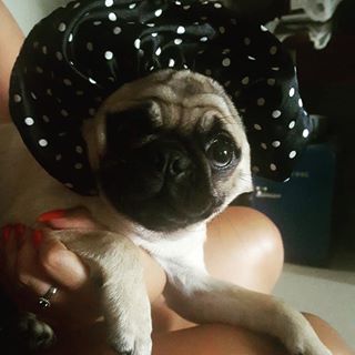 Joy_PhotoCam's tweet photo. Agora eu virei uma flor #Aisha #Pug #bbpug #Filha https://t.co/UjuxOkEVHU https://t.co/x3R9n305ry
