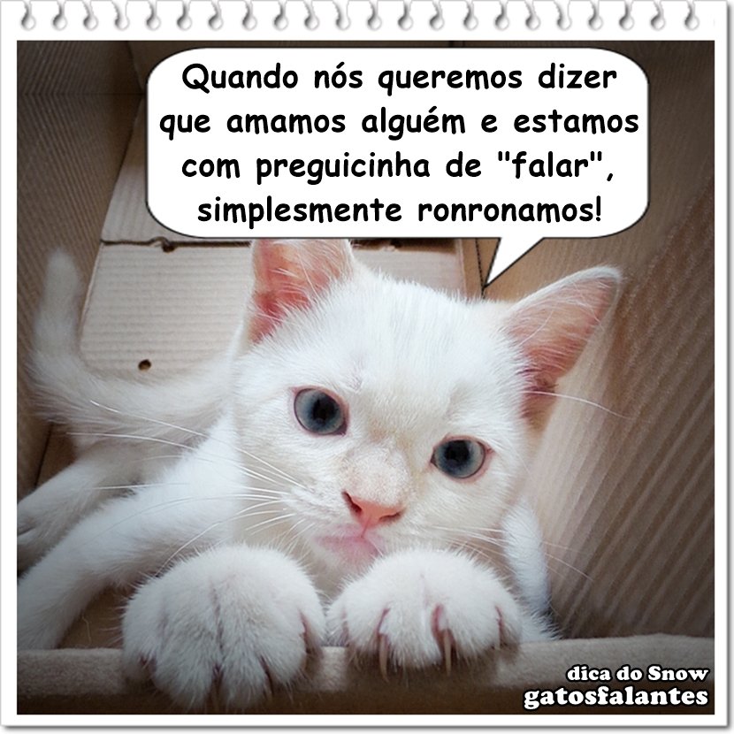 gatosfalantes's tweet photo. #gatosfalantes #dicadosnow #snowzinho #ronronar #ronrom #euteamo #ficaadica #gatos #gato #gatoslindos #gatosfofos … https://t.co/97dAivrSm5