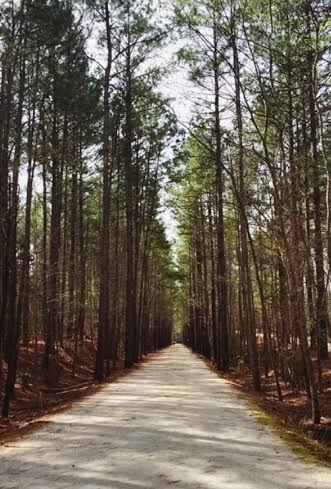 BellesCreative's tweet photo. Take the road less traveled. https://t.co/6j8C19wJzO
