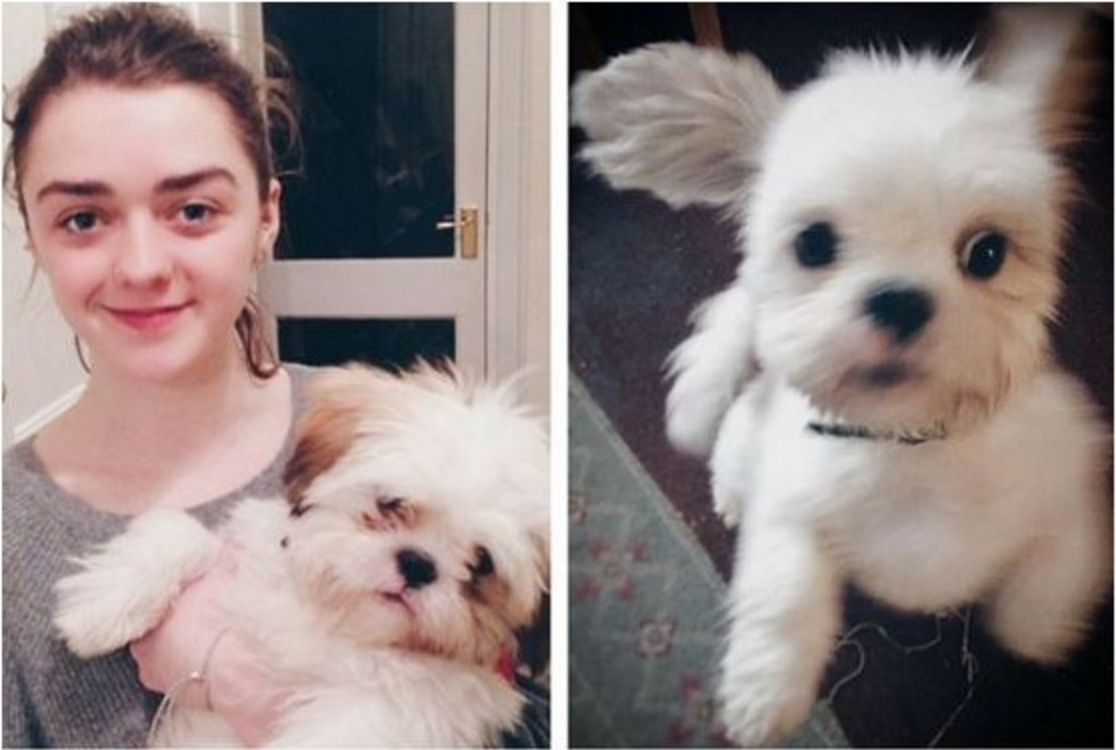 Whos_In_Charge's tweet photo. Kudos 2 @Maisie_Williams of @GameOfThrones for adopting this sweet #rescuedog!https://t.co/OglAx26sLC #adoptdontshop https://t.co/lS3USm4kgX