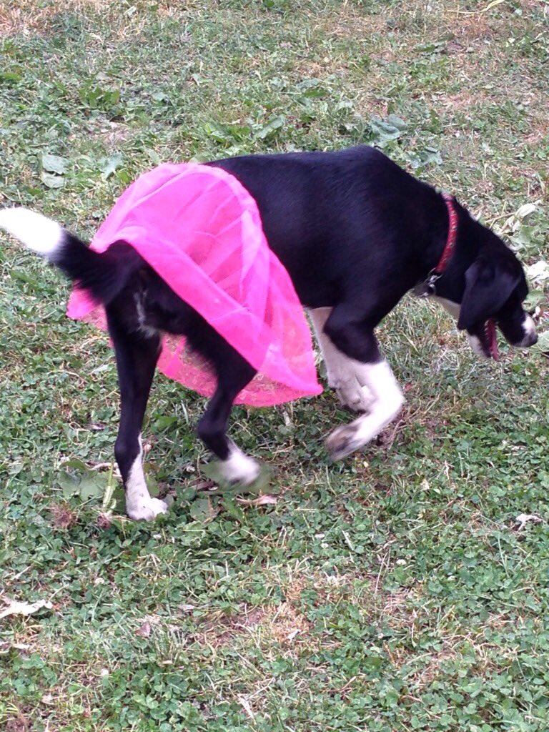 Nadt's tweet photo. @ToffKX947 Sometimes Noelle likes to wear her pink tutu to support mama's pink drink biz @plexushamilton #kx947pets https://t.co/QWbPtmgTW0