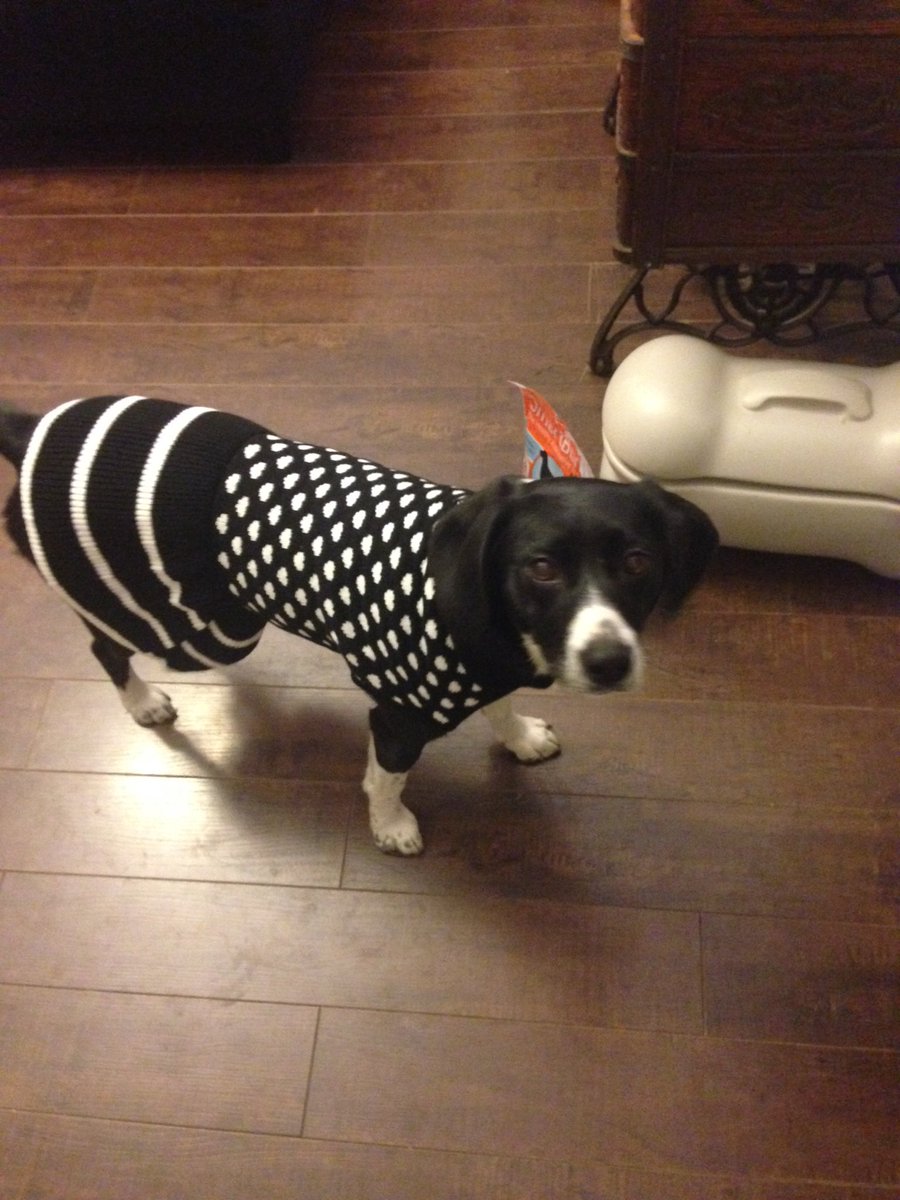 Nadt's tweet photo. @ToffKX947 Like her mama, Noelle loves pretty frocks #kx947pets https://t.co/CdfgsANjTm