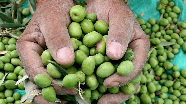 RuralDesarrollo's tweet photo. Un relevo no sólo generacional: 85% agricultores sólo tiene estudios primarios https://t.co/LBbE3ynsBb #JóvenesAgro https://t.co/uMqga5ipcz
