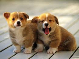 Ianne010's tweet photo. #cute little pup's
https://t.co/rJbWrYZrOS https://t.co/0u9VWKs9Ss