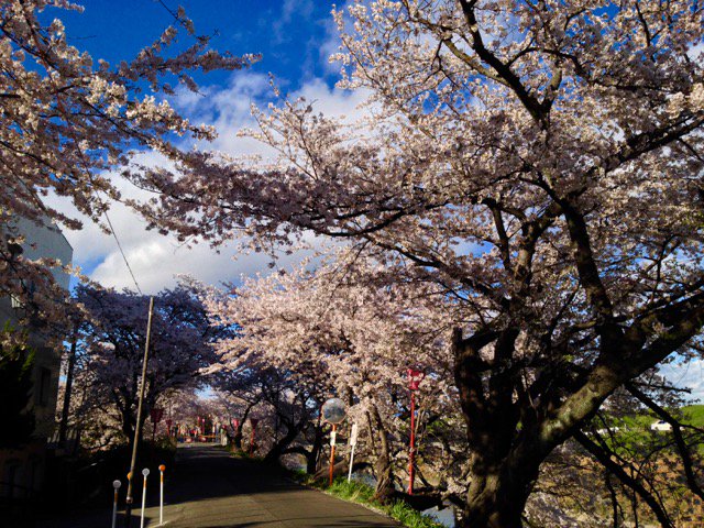 BaladeduSakura's tweet photo. # Hanami #Sunomata #Japon https://t.co/8kmJwo1cdH