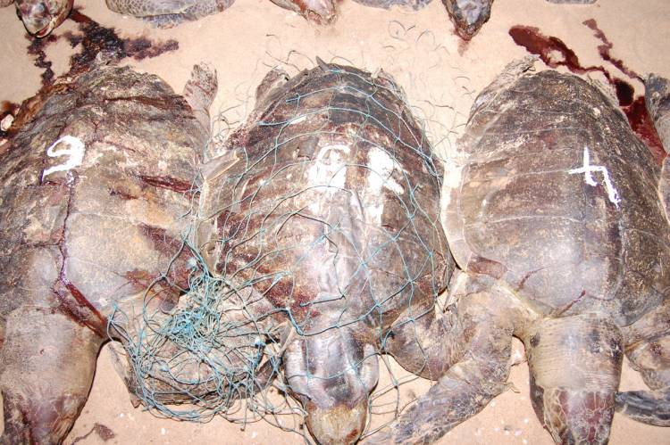 Two Oceans Aquarium tweet media