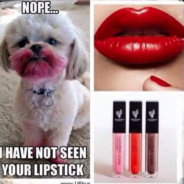 lindsay3dlashes's tweet photo. Love this lol #cutedog #loveslipstick #younique https://t.co/0cWVxjJkWm