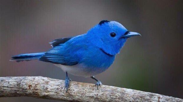 TravelDreamTime's tweet photo. Twitter Bird https://t.co/rBqFZ1DQEt