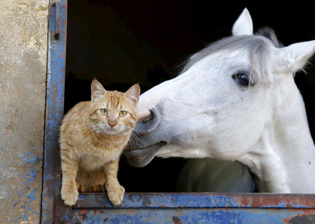 g1's tweet photo. Gato e cavalo são fotografados durante 'momento meigo' no Líbano https://t.co/yj8XhLFS4t #G1 https://t.co/YY3lTjujbe