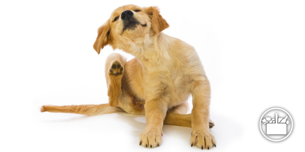 Inferior En cualquier momento almohada Mercadona on Twitter: "Las pipetas para perros ayudan a prevenir y evitar  las picaduras de pulgas y garrapatas. https://t.co/4CT8iVxBjl  https://t.co/sq9cpLXPw4" / Twitter