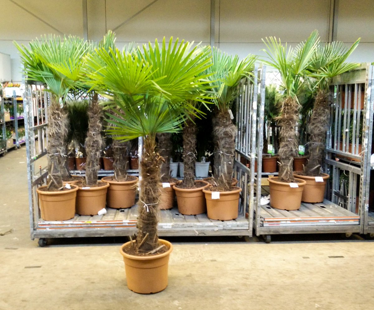 MEERgroothandel's tweet photo. Groot, stoer, robuust en verkrijgbaar in onze Cash &amp; Carry: #Trachycarpus. Bekijk ze snel op https://t.co/16xLWa66vh https://t.co/zCT4Xt64lx