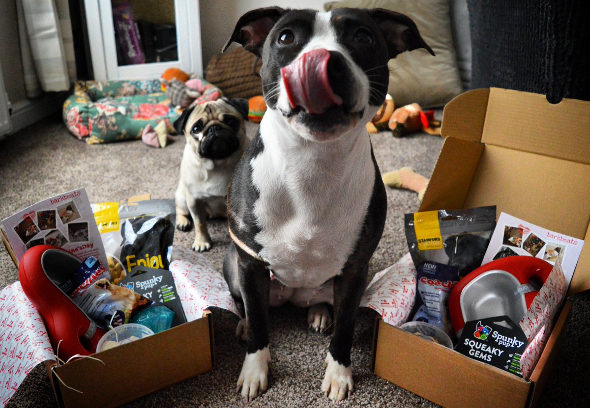 vivadogsUK's tweet photo. We love #barkbeats! :)
#dog #dogsoftwitter https://t.co/4UosZ8WSnw