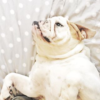 Frenchie_Cute's tweet photo. 👀☀️ Good morning friends ☀️👀 Grâce mat' ce matin 😘😘 #gracemat #chill #jadorelesmatins https://t.co/4cqyzsbTVE https://t.co/n7IsQRuL3v