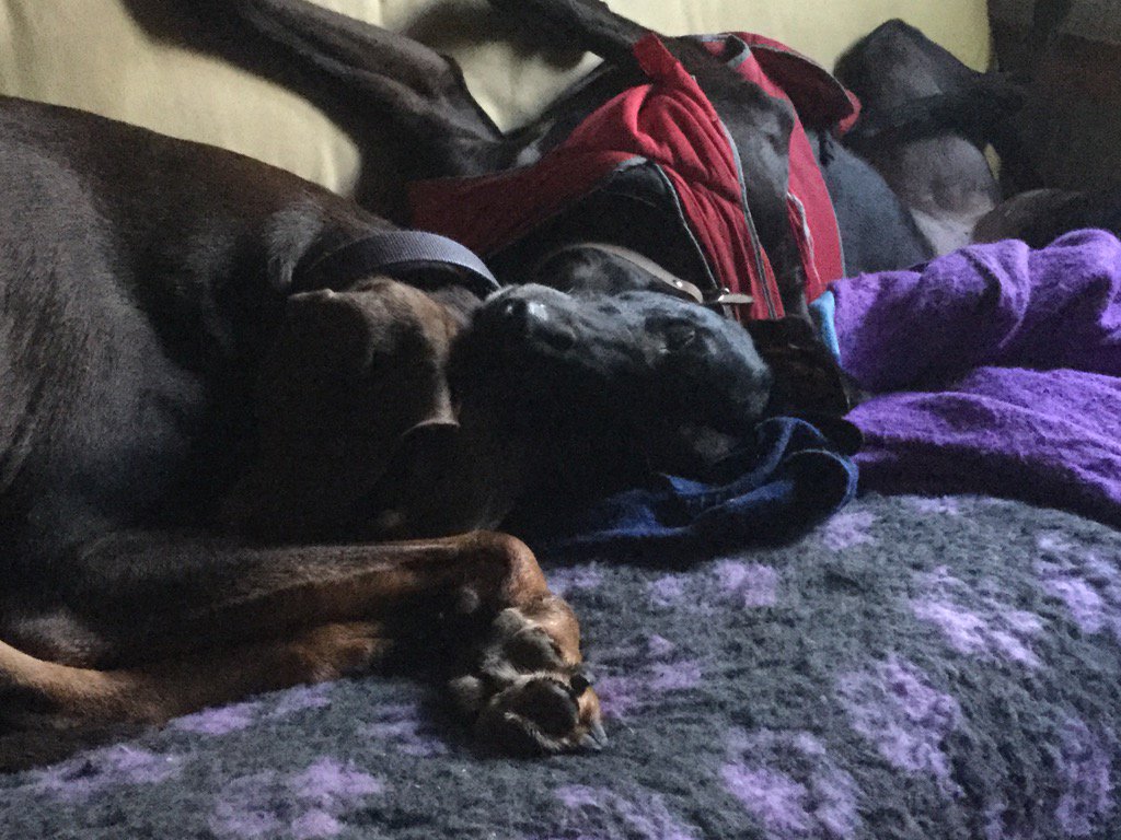 FiShoop's tweet photo. These are why I recommend @BISSELLclean C3 Pet Vacuum - not just for carpets but dog beds and sofas, too #MessyDogs https://t.co/ZqhT1CawJH