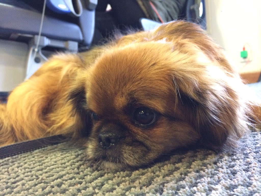 drifts_band's tweet photo. We've been in Oslo all wk recording. Playing here 2nite @ Last Train w/ Beezewax. Here's a pooch I met on the ferry. https://t.co/D477kQhbxq