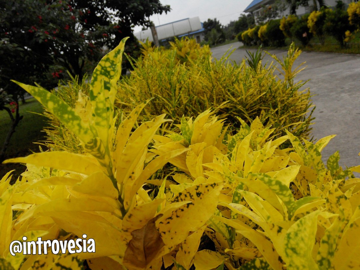 Introvesia's tweet photo. #Looking for #Something

#nature #photooftheday #plant #leaves #yellow #green #world #photography #introvert #beauty https://t.co/ymjg5wuTmx