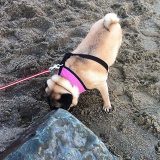 Joy_PhotoCam's tweet image. #pug #pugran #pugfun #pugsofinstagram #pugsrule #Peggy findelight.net/puggie_detail.…