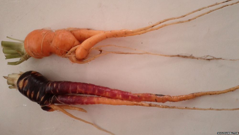 BBC_HaveYourSay's tweet photo. .@asda is selling #WonkyVeg. Do you have pics of odd-looking veg? Tweet us or email yourpics@bbc.co.uk https://t.co/PUbQZugQDc