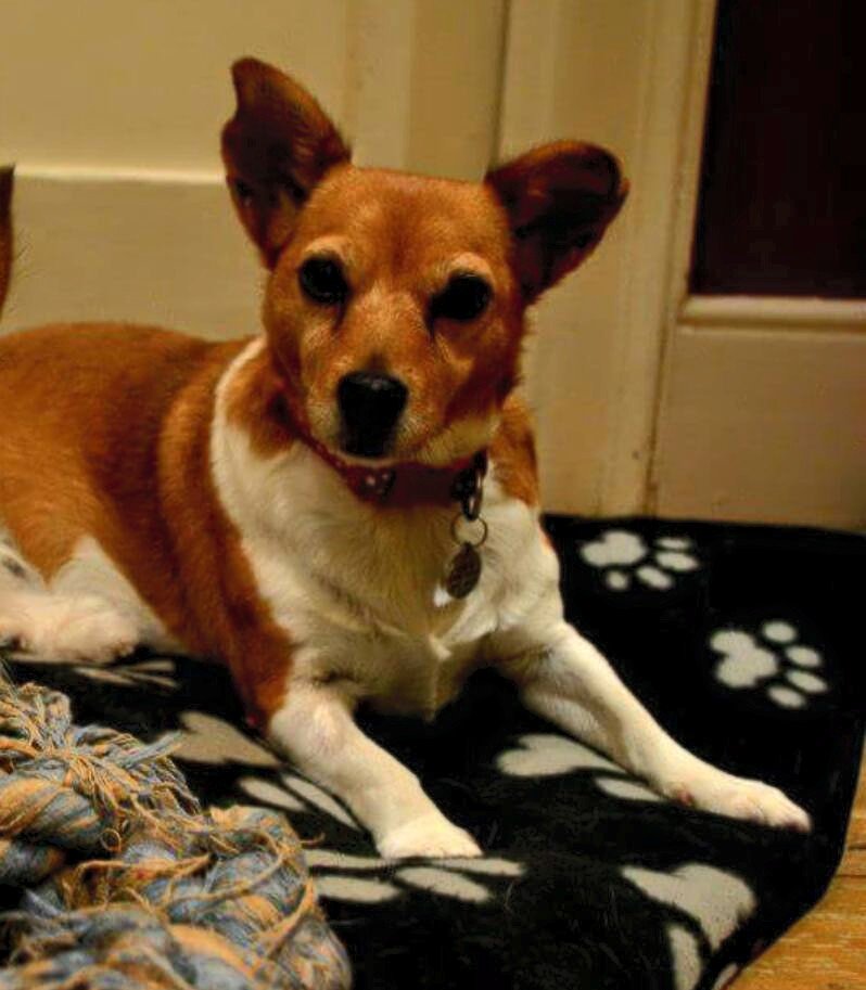 surreymirror's tweet photo. Great News: Gertie from #Reigate has been found. Thanks for your help #petsfound https://t.co/TPk2sq0l0g