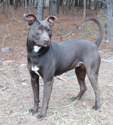 WFMY's tweet photo. Meet Avery Friday @ 6:35 am on GMS. Avery is 2 y/o Retriever Terrier mix. Rockingham Co. Animal Shelter 394-0075 https://t.co/ljrnvte90I