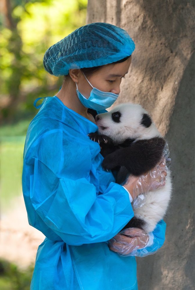 BeWildBeChild's tweet photo. China Employs Professional #Panda #Huggers for $32,000 a Year:
https://t.co/dQhgJE10RS https://t.co/DBo4NCvj92