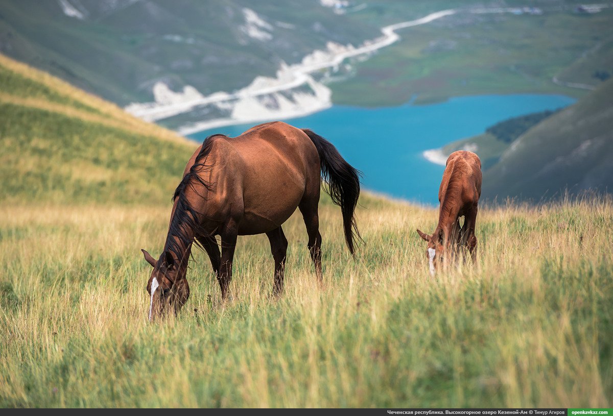 openkavkaz's tweet photo. #Чечня. Высокогорное озеро Кезеной-Ам - 114 фото, 4 вирт. панорамы https://t.co/yPWiqbtnLG https://t.co/KoJVDC48cy