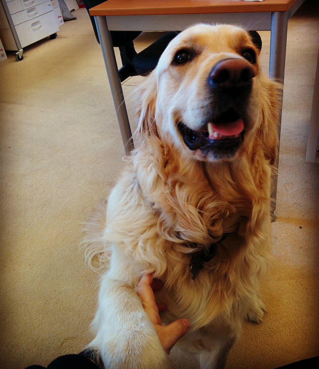 bwpublishing's tweet image. I&apos;m Leo, and I&apos;ll be having your hand for a while... #workdistractions #officedog