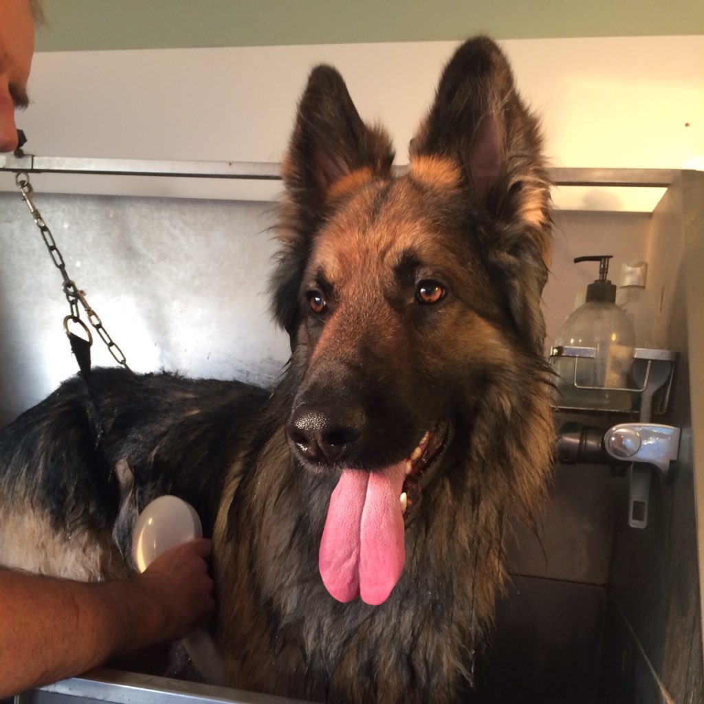 barkandcall's tweet photo. #bathtime #gsd #germanshepherd #doggrooming #norwich #Norfolk #barkandcall https://t.co/WfKXktOfjc