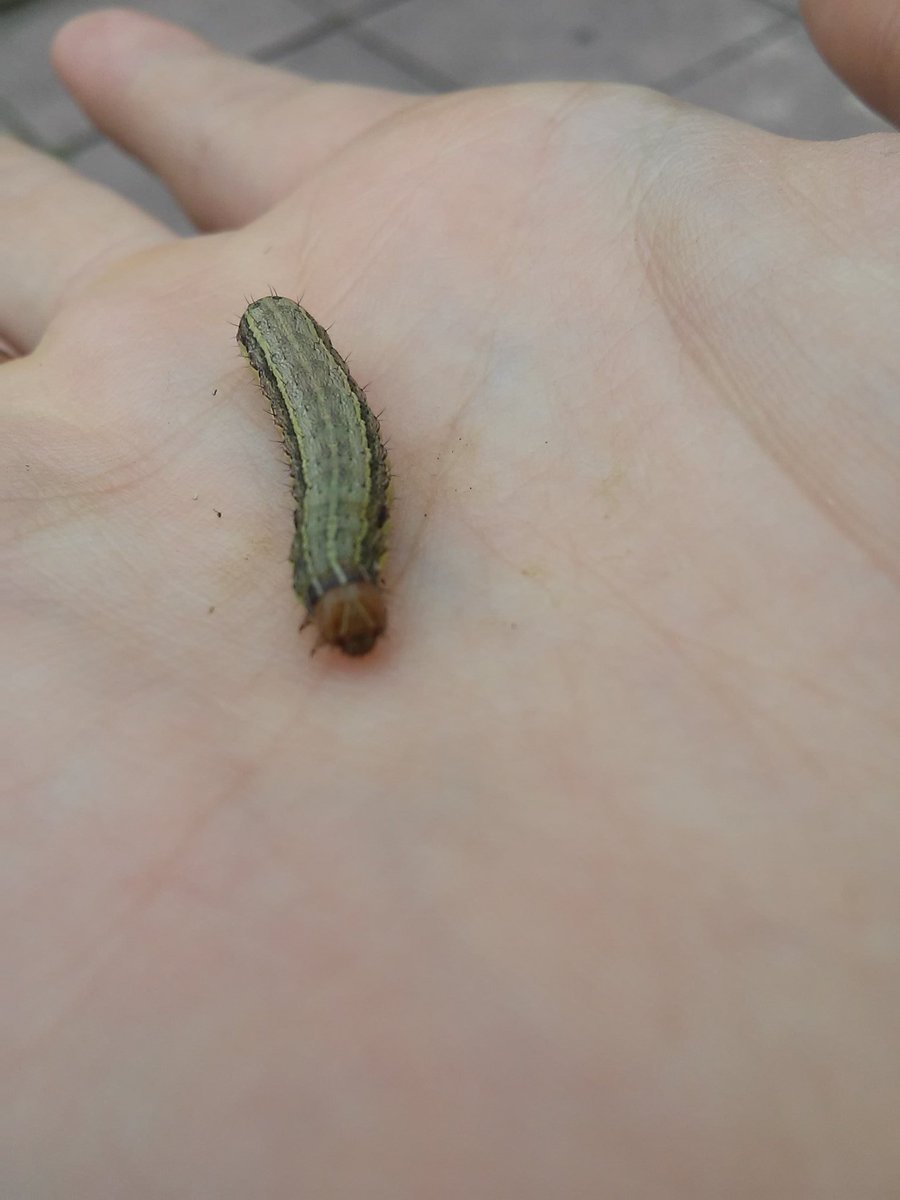 verbenx's tweet photo. rt al gusano de la buena suerte🐛
te ayuda a aprobar todas las materias!!! https://t.co/q0pkKc9cps