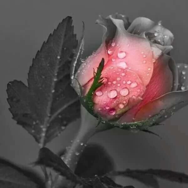 Dr_Khan's tweet photo. #PinkRosebud ~ #Roses ~ #Flowers
https://t.co/jGOmMQXkJt /via @Saffron606